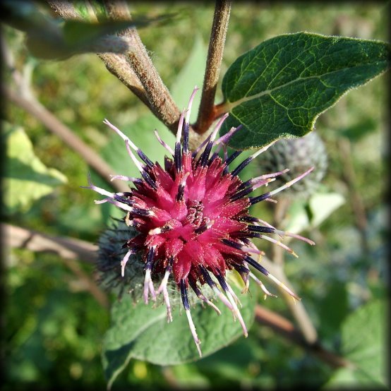 Close-up of a spiky crimson flower.