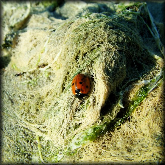A ladybug on dry algae on the beach