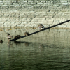 Ducks perched on a plank, just above the water of the swan lake.