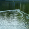Ducks on the Kadriorg Park swan lake