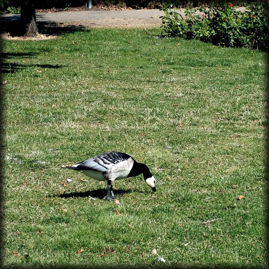 A goose looking for worms in the grass.