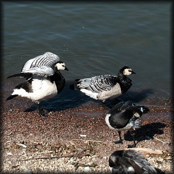 Ducks performing the late morning ablutions. Or duck chasing duck.