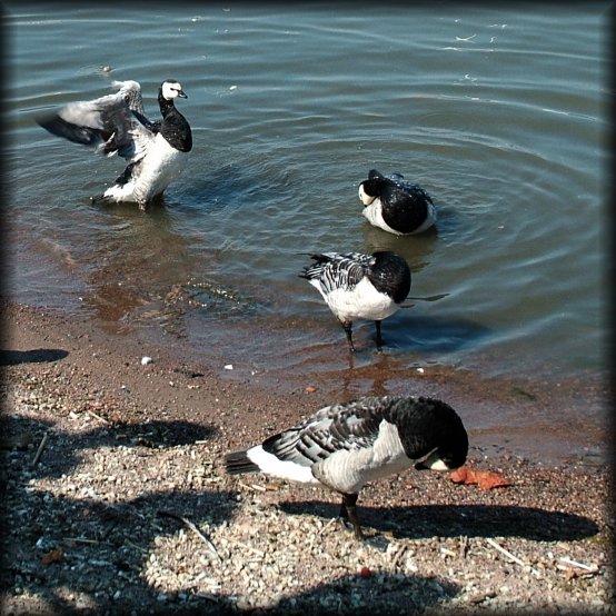 Ducks performing the late morning ablutions.