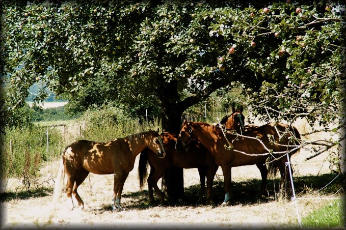 A (small) herd of horses resting in the shade of a large tree, Schlossborn, Germany