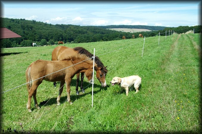 Benny, Isabelle's labrador, gets close to horses, Schlossborn, Germany