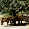 A (small) herd of horses resting in the shade of a large tree, Schlossborn, Germany