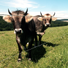 Two cows, Schlossborn, Germany