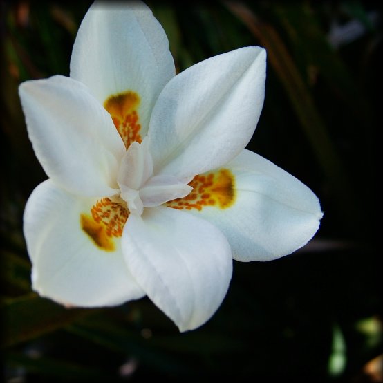 Close-up of a white flower against dark background.