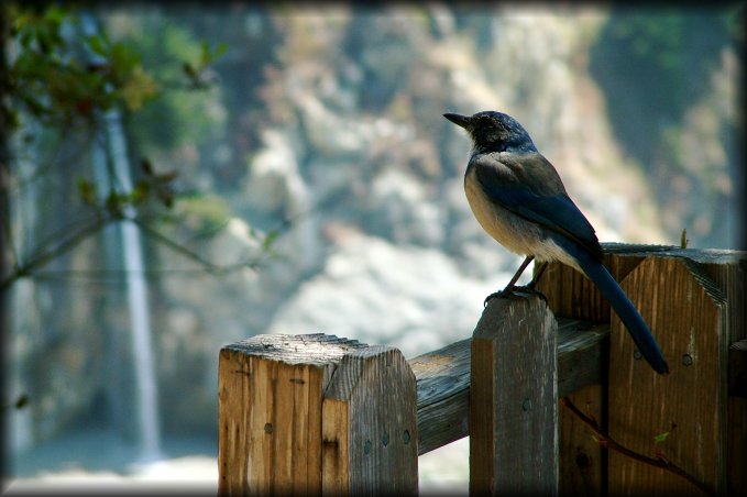 The same bird, now showing off the view on the McWay Waterfall.  