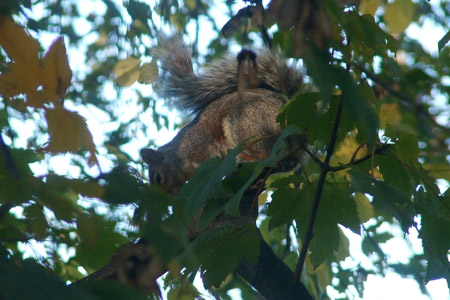 Squirrel