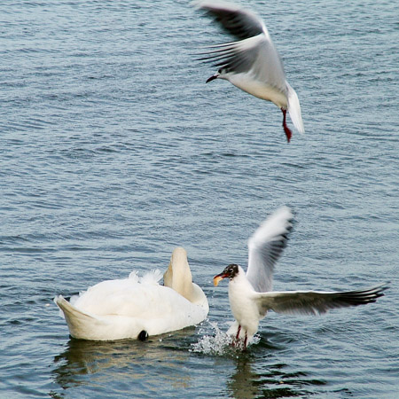 Swan & gulls
