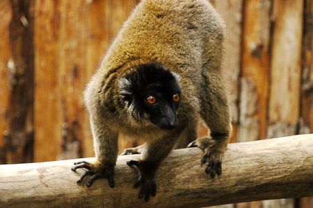 Lemur