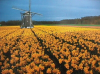 Postcard of Holland, May 2000