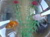 Poissons, Aug. 2001