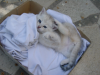 Emu on her back on a t-shirt in a cardboard box