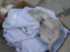 Emu on her back on a t-shirt in a cardboard box