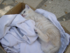 Emu on her back on a t-shirt in a cardboard box