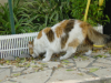 Jacky Chan, adult female cat (no friend of Emu's)