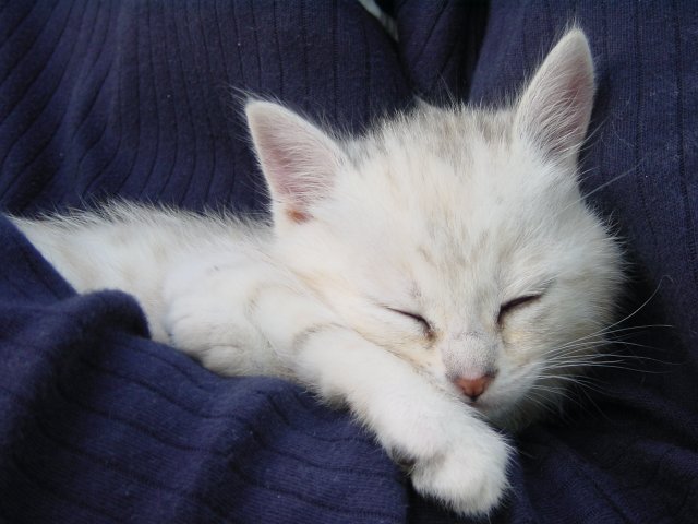 Emu sleeping on Stephane's arm