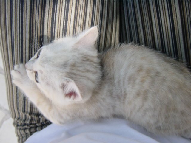 Emu on Coralie's lap, from above