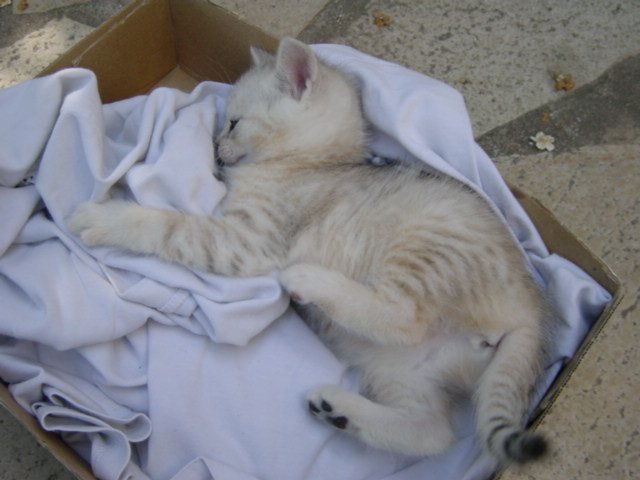 Emu on her back on a t-shirt in a cardboard box