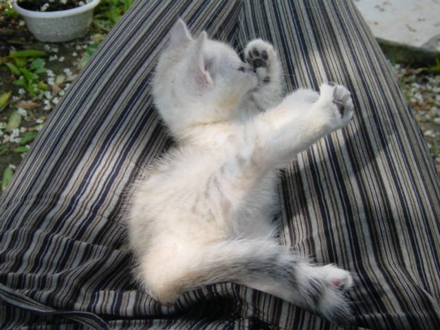 Emu on Coralie's lap, from above, licking a paw