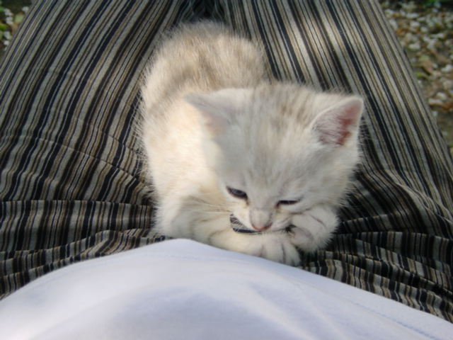 Emu on Coralie's lap, from above, biting a string