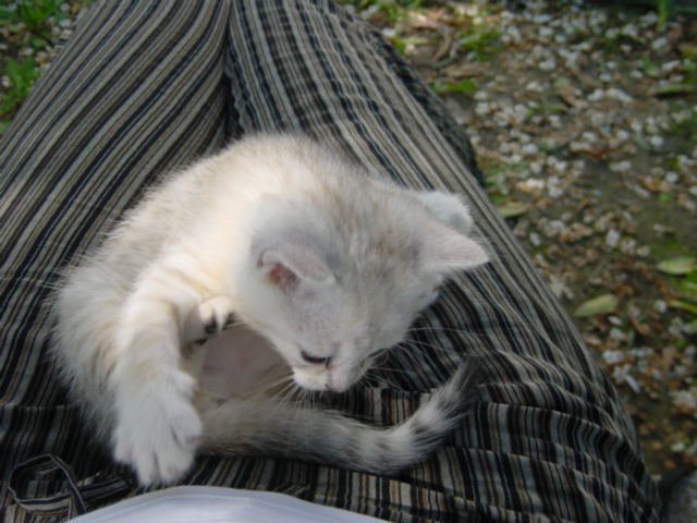 Emu on her back on Coralie's lap