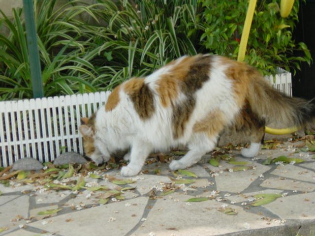 Jacky Chan, adult female cat (no friend of Emu's)