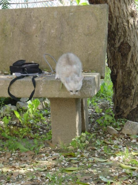 Emu about to jump from the bench