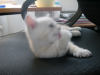 Emu licking a paw on my chair