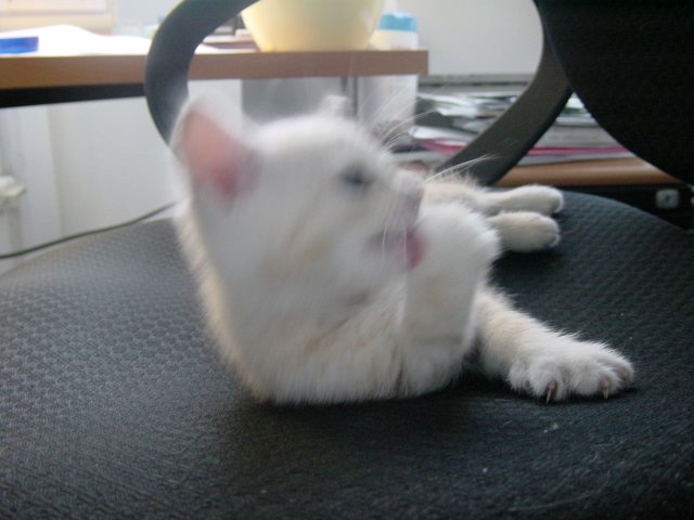 Emu licking a paw on my chair