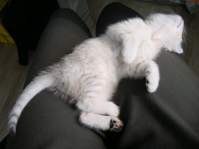 Emu on my lap
