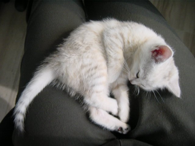 Emu on my lap