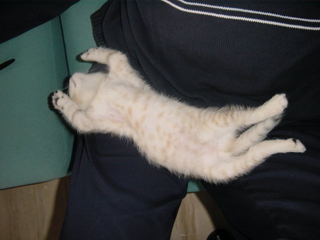 Emu sprawled on Daniel's lap