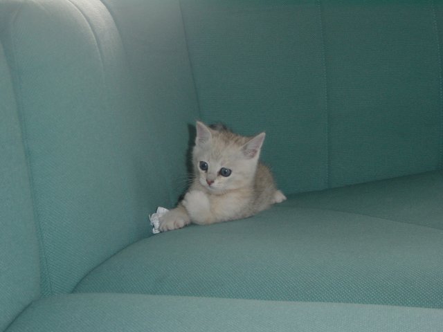 Emu on the sofa