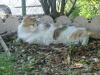 Jackie Chan lying at the back of the garden