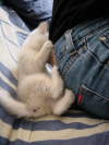 Emu attacking Steph's lower back on the couch