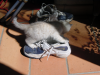 Emu attacking Steph's sneakers
