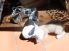 Emu in the sneaker