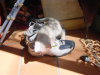 Emu attacking Steph's sneakers