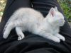 Emu sleeping on Coralie's lap