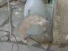 Emu putting her head in the water pot