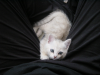 Emu playing between my thighs