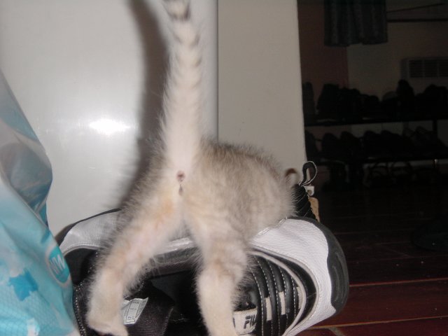 Emu fumbles in Steph's sneaker