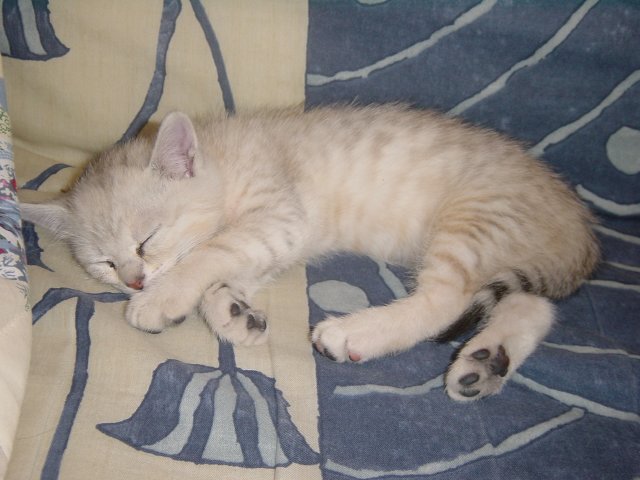 Emu asleep on the couch