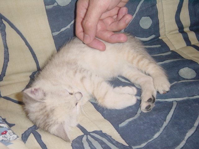 Emu asleep on the couch