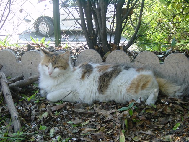 Jackie Chan lying at the back of the garden