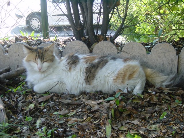 Jackie Chan lying at the back of the garden