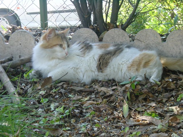 Jackie Chan lying at the back of the garden